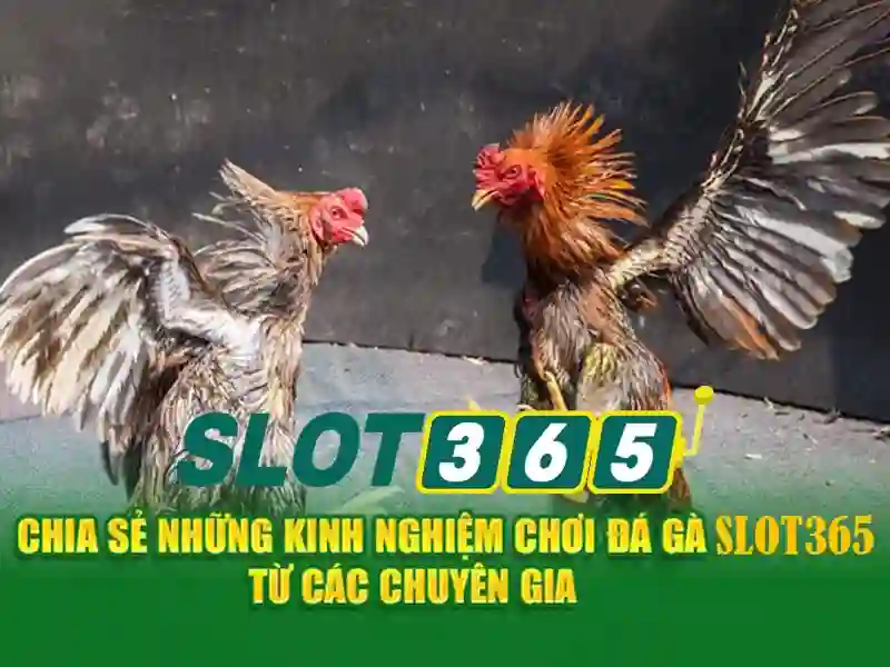 slot365 đăng nhập – Nguồn gốc và sứ mệnh