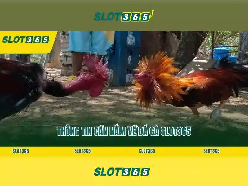 Slot365: Đánh giá và trải nghiệm trò chơi khe cuộn trực tuyến