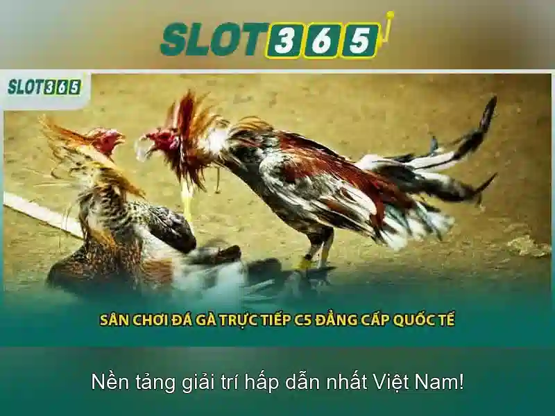 Slot365 – Nền tảng trò chơi trực tuyến cho người chơi Giao diện nhà cái hoàn hảo